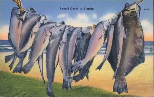 Ansichtskarte  Fische an der Leine - Florida 1940