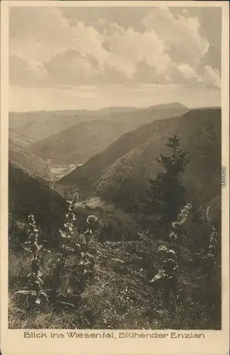 Ansichtskarte Feldberg Blick ins Wiesental - Blühender Enzian 1930