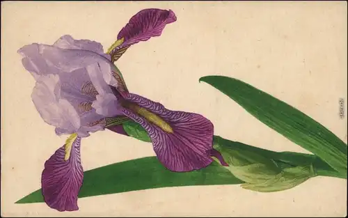 Ansichtskarte  Künstlerkarte - Orchidee 1913 