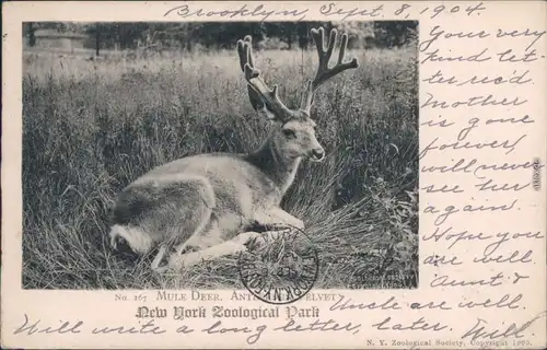 Ansichtskarte New York City Zoological Park - Maultierhirsch (Mule Deer) 1904