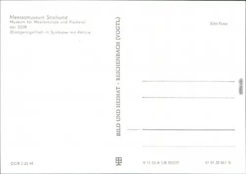 Stralsund Museum für Meereskunde Orangeringelfisch in Symbiose mit Aktinie 1977