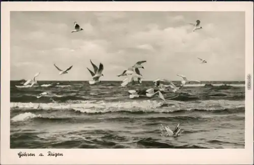 Ansichtskarte Göhren (Rügen) Ostsee, Wellen, Möwen 1953