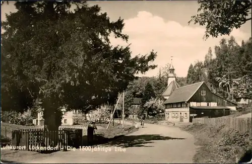 Ansichtskarte Lückendorf-Oybin Straße, Kirche, 1500-jährige Eiche 1957