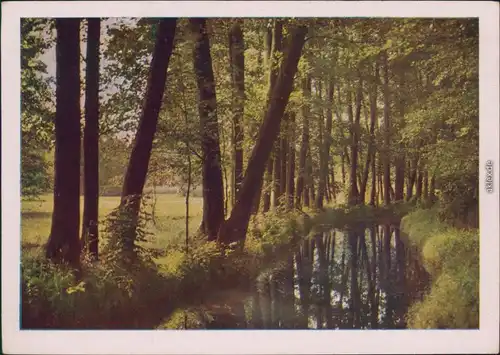 Lübbenau (Spreewald) Lubnjow Landschaftsgebiet: Spreewald Fliess 1953