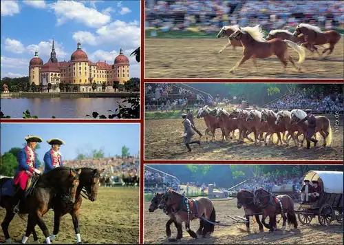 Ansichtskarte Moritzburg Kgl. Jagdschloss, Hengstparade 1995