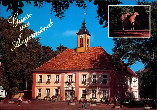 Ansichtskarte Angermünde Rathaus und Heimtierpark 1995