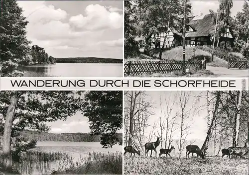 Eichhorst-Schorfheide Werbellinsee, Haus, Hirsche und Rehe im Wald 1980