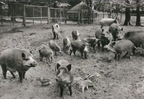 Ansichtskarte Finow-Eberswalde Tierpark - Wildschweine 1979