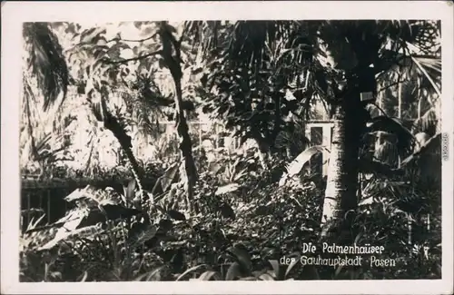 Ansichtskarte Posen Poznań die Palmenhäuser 1942