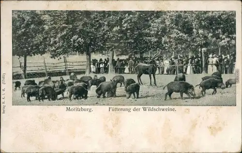 Ansichtskarte Moritzburg Fütterung der Wildschweine 1912