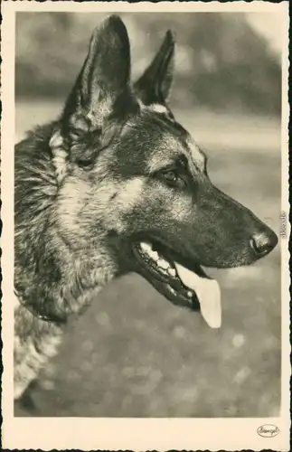 Ansichtskarte  Tiere - Hunde - Schäferhund 1930