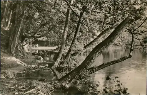 Ansichtskarte Stubbenkammer-Sassnitz Saßnitz Herthasee - Uferbereich 1961