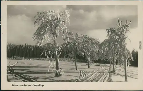 Schellerhau-Altenberg (Erzgebirge) Winterzauber im Erzgebirge 1955 