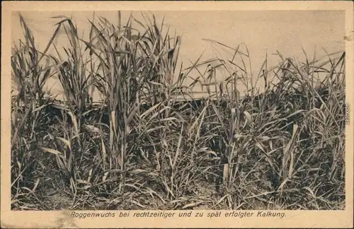 Ansichtskarte  Landwirtschaft - Werbekarte Kalken 1924 