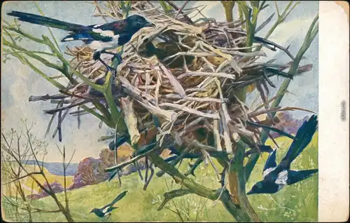 Ansichtskarte  Vögel bauen Nest - Künstlerkarte 1913 