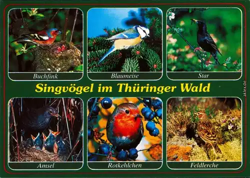 Ansichtskarte  Vögel im Thüringer Wald - Buchfink, Blaumeise, Star 1999