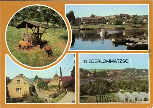 Niederlommatzsch Kamerunschaf im Wildgehege, Fähre Elbe, Dorfstraße 1988