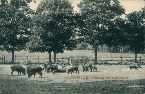 Ansichtskarte Moritzburg Fütterung der Wildschweine 1916 