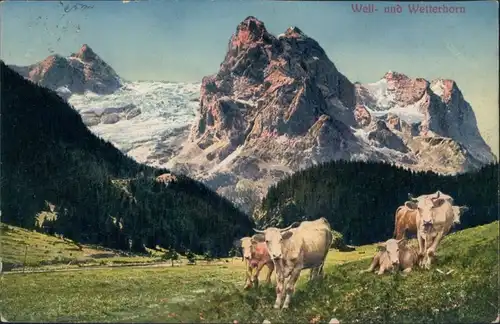 Ansichtskarte Grindelwald Well- und Wetterhorn, Kühe auf der Alm 1911