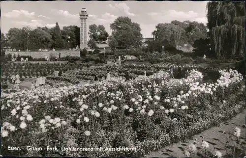 Ansichtskarte Essen (Ruhr) Grugapark - Dahlienarena mit Aussichtsturm 1956