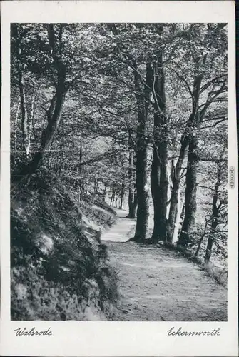 Ansichtskarte Walsrode Waldpartie - Ekernworth 1932 