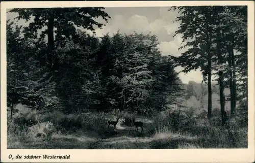 Postcard  Westerwald, Rehe 1958
