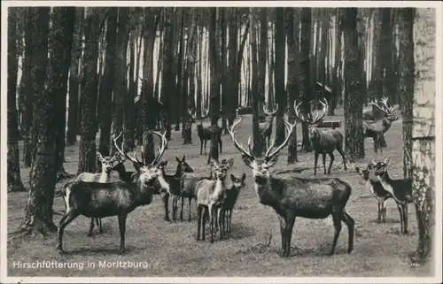 Ansichtskarte Moritzburg Hirschfütterung im Wald 1938
