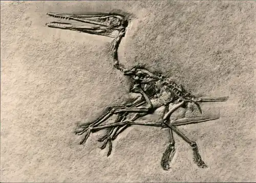 Mitte-Berlin Museum für Naturkunde - Paläontologisches Museum - Flugsaurier 1971