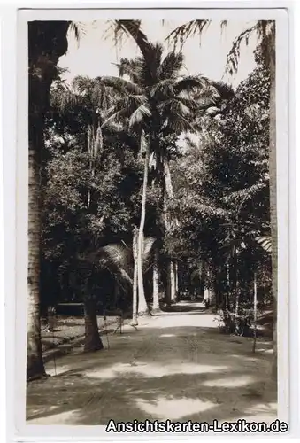 Rio de Janeiro Botanischer Garten (Jardim Botanica)