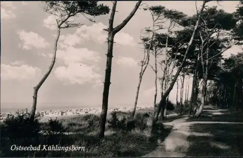 Ansichtskarte Kühlungsborn Waldweg am Strand 1961