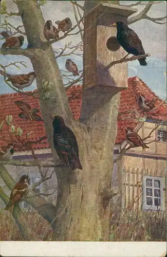 Ansichtskarte  Künstlerkarte: Vögel auf Baum 1918