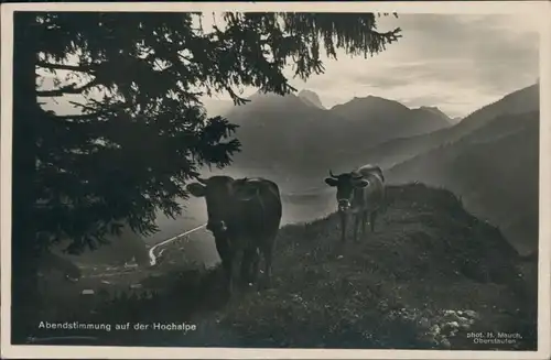 Ansichtskarte Oberstaufen Abendstimmung auf der Hochalpe, Kühe 1934