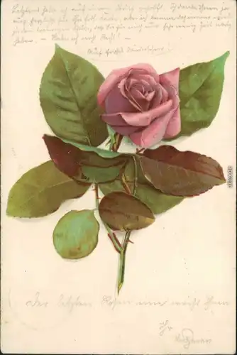 Ansichtskarte  Blumenstillleben - rosafarbene Rose 1899