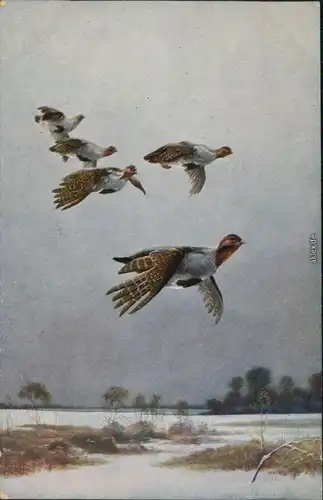  Künstlerkarte v. A. Endlicher "Rebhühner fliegend in Winterlandschaft" 1924