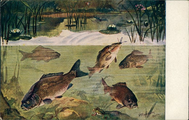 Künstlerkarte v. P. Flandseky Fische und Frosch im Teich (Querschnitt