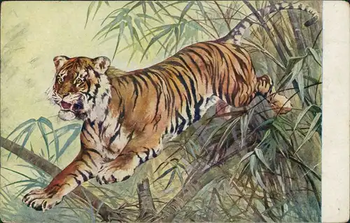 Ansichtskarte  Meinholds Tierbild - Tiger 1925 