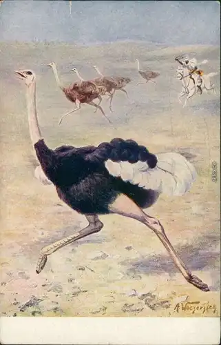 Ansichtskarte  Meinholds Tierbild - Strauss 1925 