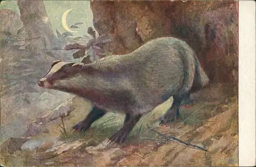 Ansichtskarte  Meinholds Tierbilder - Stinktier - Mondschein 1925 