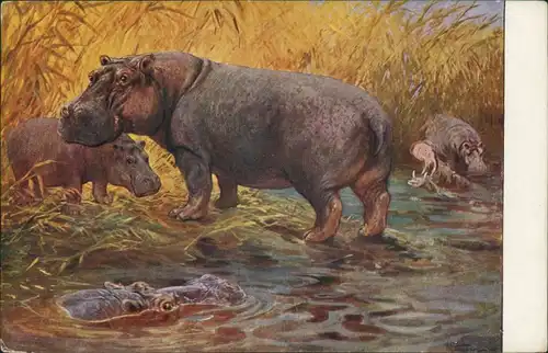 Ansichtskarte  Meinholds Tierbilder - Nilpferde 1925 