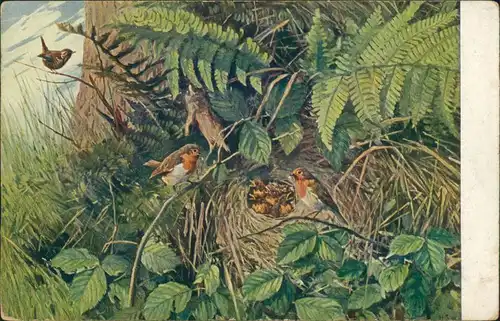 Ansichtskarte  Meinholds Tierbilder - Vögel Nest 1925 