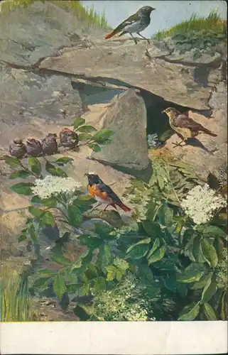 Ansichtskarte  Meinholds Tierbild - Vögel 1926 