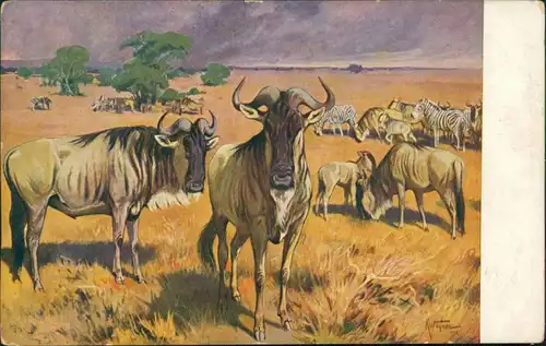 Ansichtskarte  Meinholds Tierbild - Savanne 1926 