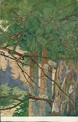 Ansichtskarte  Künstlerkarte v. A. Fiedler - Raupe und Schmetterlinge 1926