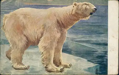 Ansichtskarte  Künstlerkarte v. KW - Eisbär auf Eisscholle 1909