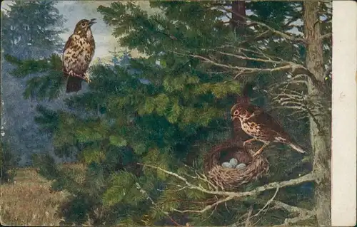 Ansichtskarte  Vögel - Nest im Wald - Meinhold Tierbilder 1925 