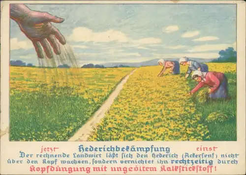 Ansichtskarte  Hedrichbekämpfung - Stickstoffdüngung KK Landwirtschaft 1924 