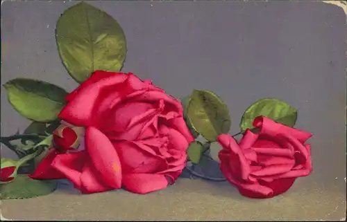 Ansichtskarte  rosarote Rose liegend 1914