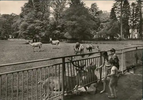 Ansichtskarte Putbus Wildgehege 1973