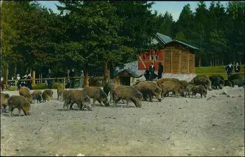 Moritzburg Tiergarten Moritzburg - Fütterung der Wildschweine 1914 