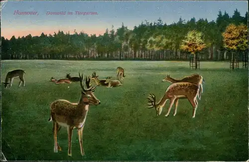 Ansichtskarte Hannover Damwild im Tiergarten 1926 